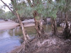 0764 Cape York Powershot Jul11 (Medium)